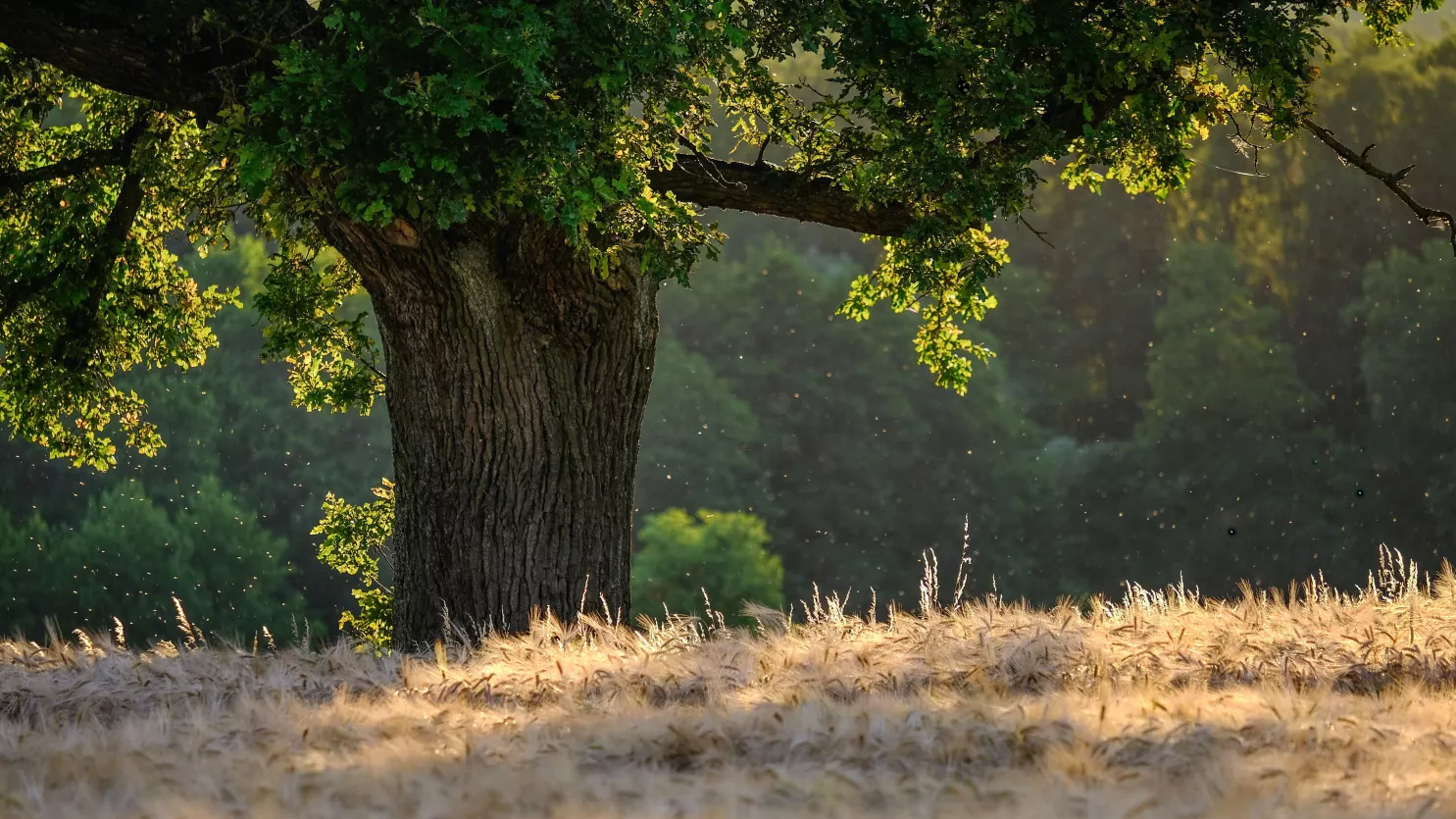 tree-6476331.1.673349fc2b7d9